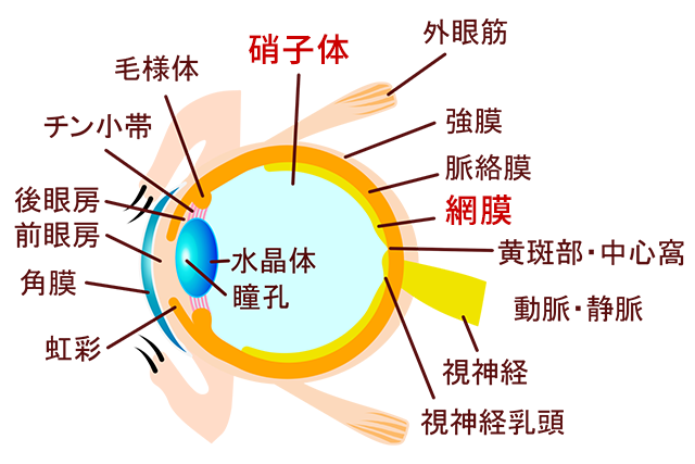 硝子体と網膜イメージ